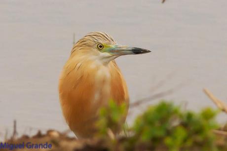 POR EL DELTA DEL EBRO PRIMER DIA