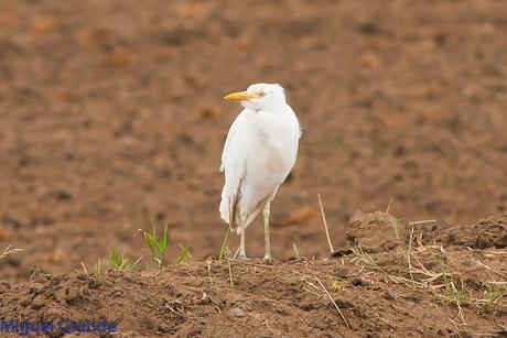 POR EL DELTA DEL EBRO PRIMER DIA