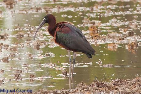 POR EL DELTA DEL EBRO PRIMER DIA