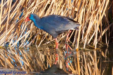 POR EL DELTA DEL EBRO PRIMER DIA