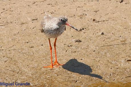 POR EL DELTA DEL EBRO PRIMER DIA