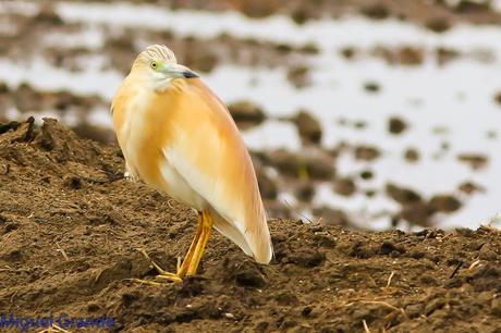 POR EL DELTA DEL EBRO PRIMER DIA