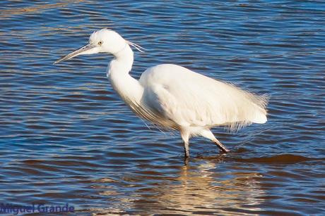 POR EL DELTA DEL EBRO PRIMER DIA