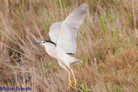 POR EL DELTA DEL EBRO PRIMER DIA