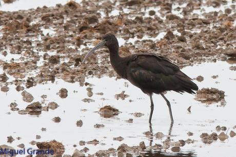 POR EL DELTA DEL EBRO PRIMER DIA