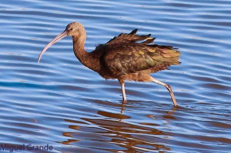 POR EL DELTA DEL EBRO PRIMER DIA