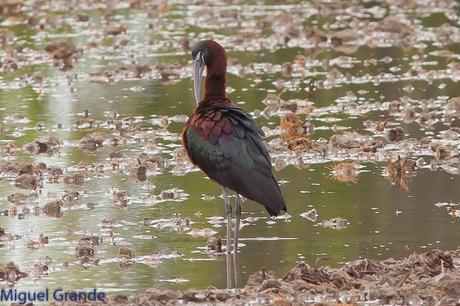 POR EL DELTA DEL EBRO PRIMER DIA