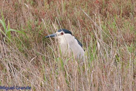 POR EL DELTA DEL EBRO PRIMER DIA