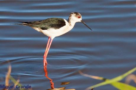 POR EL DELTA DEL EBRO PRIMER DIA