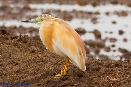 POR EL DELTA DEL EBRO PRIMER DIA