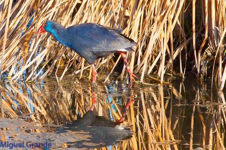 POR EL DELTA DEL EBRO PRIMER DIA