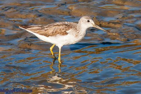 POR EL DELTA DEL EBRO PRIMER DIA