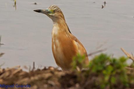 POR EL DELTA DEL EBRO PRIMER DIA