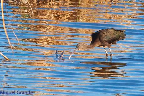 POR EL DELTA DEL EBRO PRIMER DIA