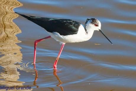 POR EL DELTA DEL EBRO PRIMER DIA