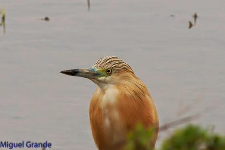 POR EL DELTA DEL EBRO PRIMER DIA