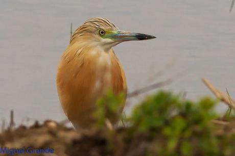 POR EL DELTA DEL EBRO PRIMER DIA