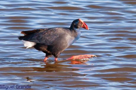 POR EL DELTA DEL EBRO PRIMER DIA