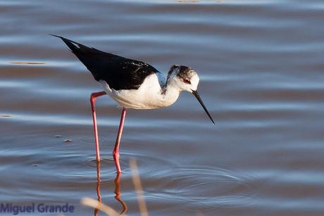 POR EL DELTA DEL EBRO PRIMER DIA