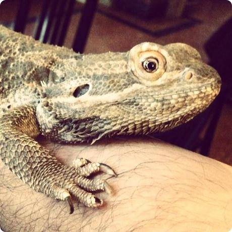 HOLA LAGARTO