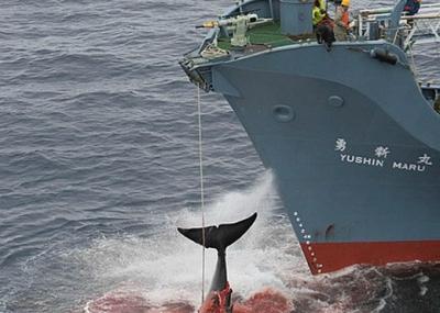 La caza de ballenas con firma nipona: Antártico, no. Pacífico, sí. La caza de ballenas con firma nipona: Antártico, no. Pacífico, sí.