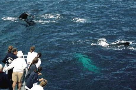 La caza de ballenas con firma nipona: Antártico, no. Pacífico, sí.
