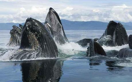 La caza de ballenas con firma nipona: Antártico, no. Pacífico, sí.