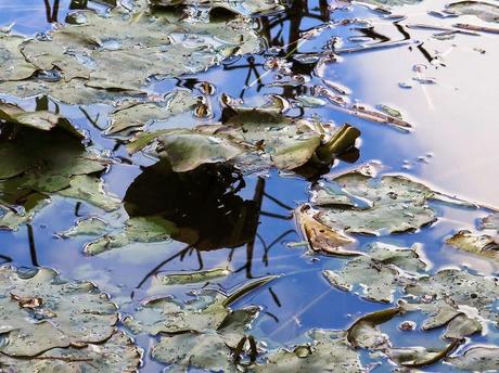 Primeras fotografías