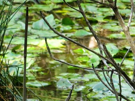 Primeras fotografías
