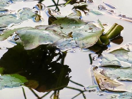 Primeras fotografías