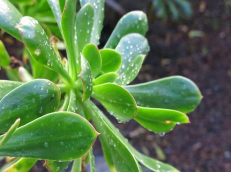 Primeras fotografías