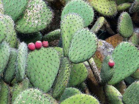 Primeras fotografías