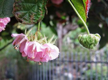 Primeras fotografías