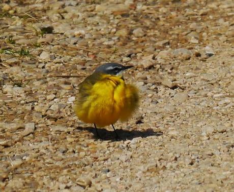 Las lavanderas boyeras inician la cría