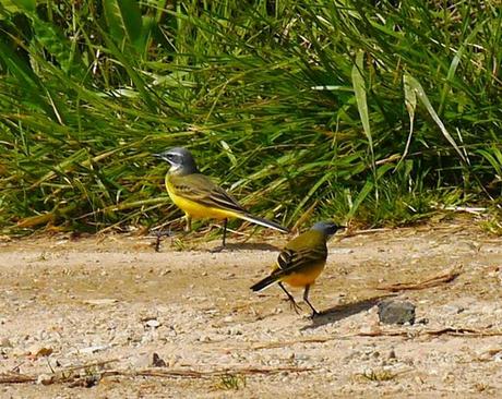 Las lavanderas boyeras inician la cría