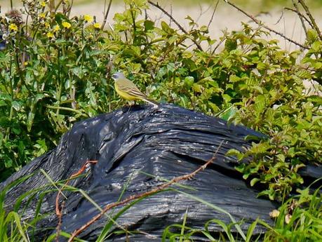 Las lavanderas boyeras inician la cría