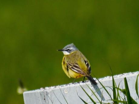Las lavanderas boyeras inician la cría