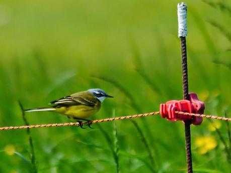 Las lavanderas boyeras inician la cría