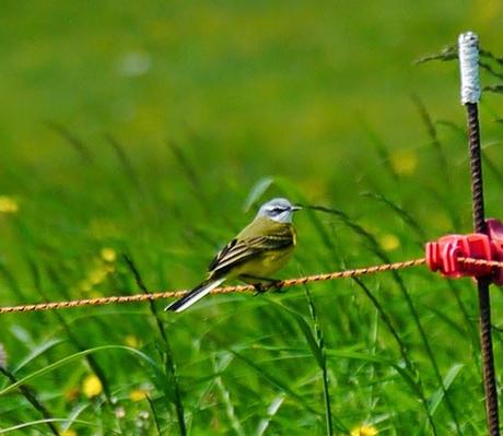 Las lavanderas boyeras inician la cría