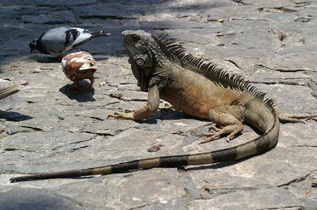 Iguana tras palomas