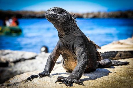 Iguana en las rocas