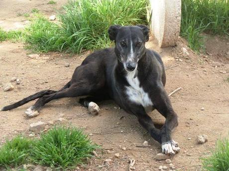 TIARA, PRECIOSA GALGA EN ADOPCIÓN.