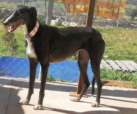 TIARA, PRECIOSA GALGA EN ADOPCIÓN.