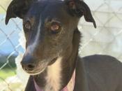 Tiara, preciosa galga adopción.