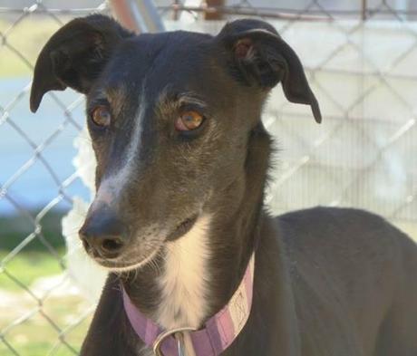 TIARA, PRECIOSA GALGA EN ADOPCIÓN.