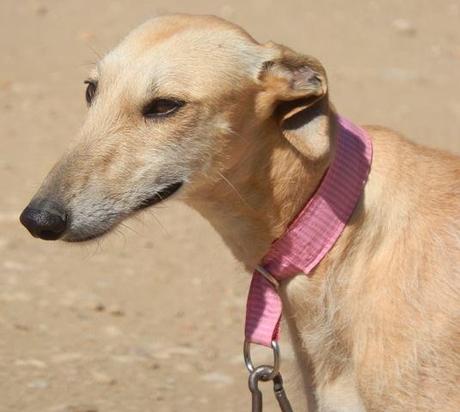 RAISHA, PRECIOSA GALGA EN ADOPCIÓN.