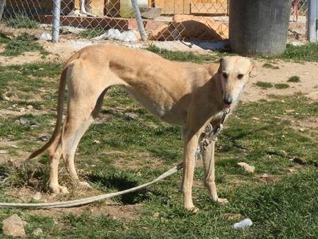 RAISHA, PRECIOSA GALGA EN ADOPCIÓN.