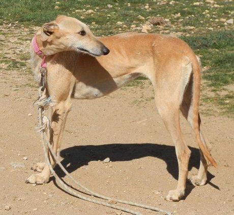 RAISHA, PRECIOSA GALGA EN ADOPCIÓN.