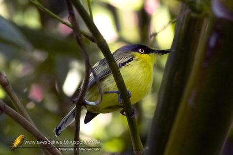 Mosqueta pico pala (Common tody-tyrant) Todirostrum cinereum