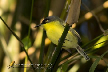 Mosqueta pico pala (Common tody-tyrant) Todirostrum cinereum